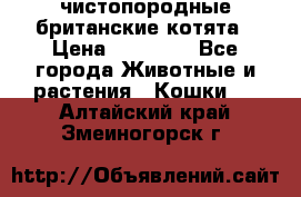 чистопородные британские котята › Цена ­ 10 000 - Все города Животные и растения » Кошки   . Алтайский край,Змеиногорск г.
